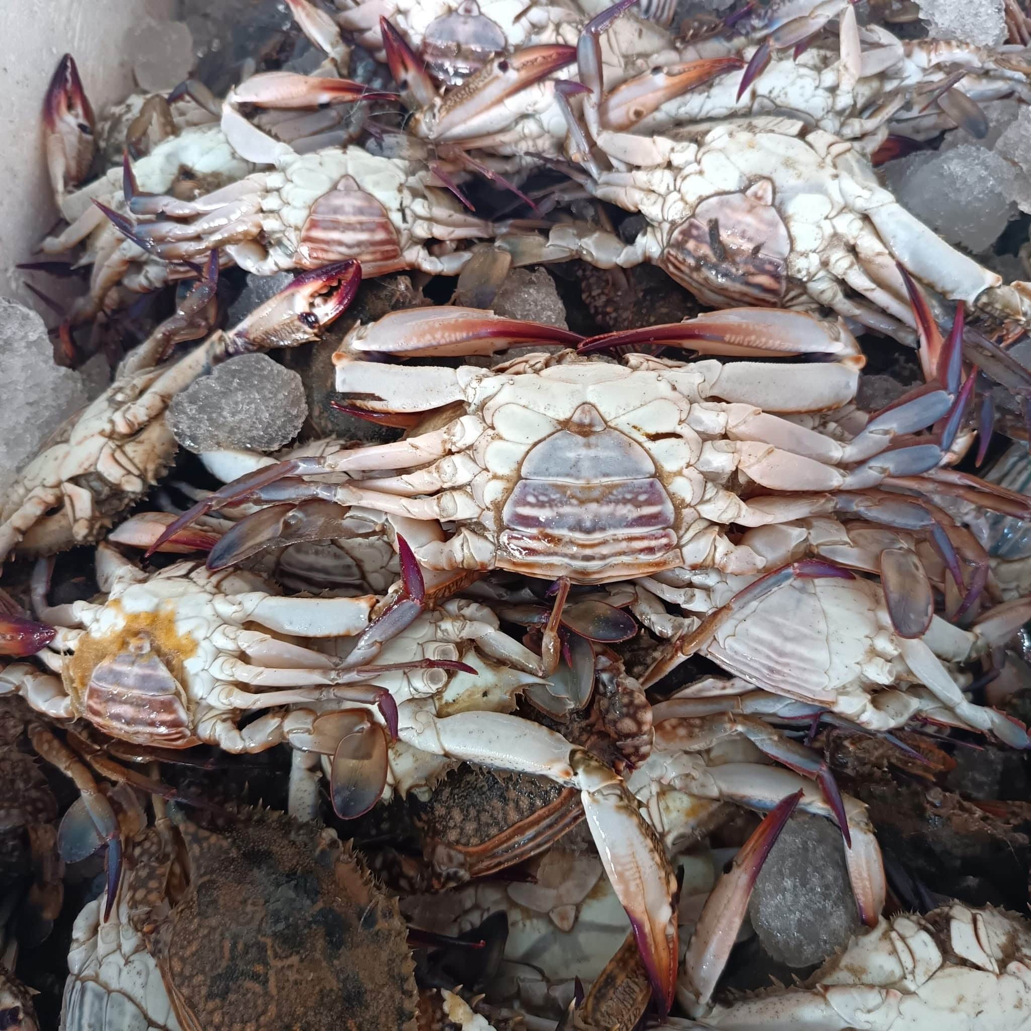 Port workers moving fresh catch